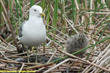 mew gull with chick